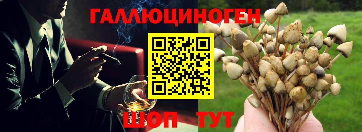 Курчалой  Псилоцибиновые грибы MAGIC MUSHROOMS  Вход с VPN  купить наркотики сайты  Псилоцибиновые грибы Psilocybine cubensis 